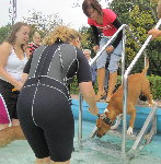 wetsuited pool dogswim trainer.jpg