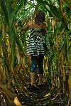 1442.harvesting corn-L.jpg