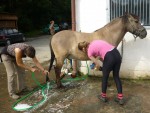 equine trainers1-L.jpg