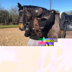 spandex-horses-90io3.jpg